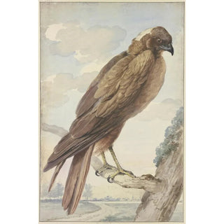 Aert Schouman - A kite.webp