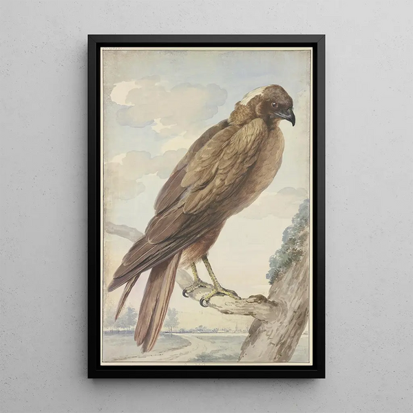Aert Schouman - A kite.webp