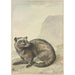 Een vreemde viverrijnkat - Aert Schouman — weergave van het kunstwerk