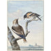 Twee vogels een grote-bek Coccothraustes coccothraustes en een vink van het noorden Fringilla montifringilla - Aert Schouman — weergave van het kunstwerk