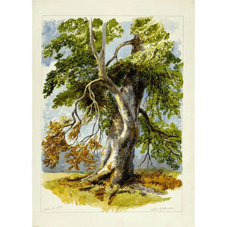 After David Hall McKewan - Gnarled Tree.webp