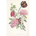 Reproductie van het schilderij Bloemenmandje met tulpen, pioenen en een appelboomtak - Na Jean Louis Prévost