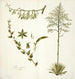 Agave foetida - Nikolaus Joseph Freiherr von Jacquin — weergave van het kunstwerk
