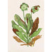 Plante à Pichet - Agnes Fitzgibbon — weergave van het kunstwerk