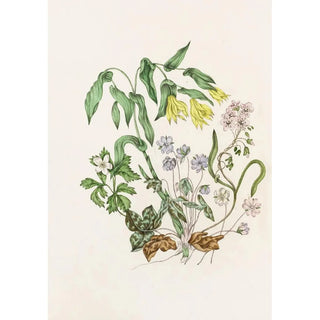 Agnes Fitzgibbon - Sharp Lobed Heptica Large Flowered BellwortWood Anemon Spring Beauty.webp