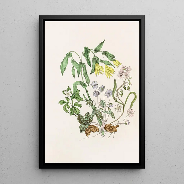 Agnes Fitzgibbon - Sharp Lobed Heptica Large Flowered BellwortWood Anemon Spring Beauty.webp