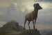 Studie van een mouflon - Albert Bierstadt — weergave van het kunstwerk
