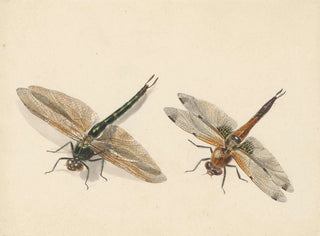 Studie van twee libellen - Albertus Steenbergen — weergave van het kunstwerk