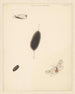 Study sheet with caterpillar cocoon and butterfly with spread wings of the Aretia Menthastri - Albertus Steenbergen — artwork view
