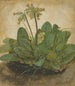 Touffe de primevères - Albrecht Dürer — weergave van het kunstwerk