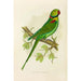 Perruche alexandrine - Alexander Francis Lydon — artwork view