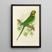 Perruche alexandrine - Alexander Francis Lydon — framed artwork on a wall