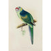 Reproduction of the painting Perruche de Barnard ou Bulla Bulla - Alexander Francis Lydon