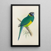 Perruche de Bauer - Alexander Francis Lydon — framed artwork on a wall