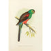 Perruche belle ou du paradis - Alexander Francis Lydon — artwork view
