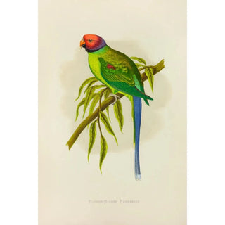 Alexander Francis Lydon - BlossomHeaded Parrakeet.webp