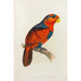 Lori with blue crown or blue chest - Alexander Francis Lydon — artwork view