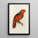 Lori with blue crown or blue chest - Alexander Francis Lydon — framed artwork on a wall