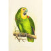 Reproduction of the painting Amazon River painting with blue front - Alexander Francis Lydon