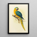 Ara blue and yellow - Alexander Francis Lydon — framed artwork on a wall