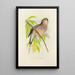 Perruche de Bourke - Alexander Francis Lydon — framed artwork on a wall