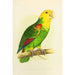 Amazonian painting with double front or by Le Vaillant - Alexander Francis Lydon — artwork view