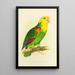 Amazonian painting with double front or by Le Vaillant - Alexander Francis Lydon — framed artwork on a wall