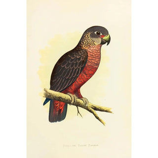 Alexander Francis Lydon - Dusky or Violet Parrot.webp