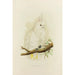Cacatoès de Goffin - Alexander Francis Lydon — artwork view