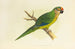 Gold-crowned Conure or Half-moon Parakeet - Alexander Francis Lydon — artwork view