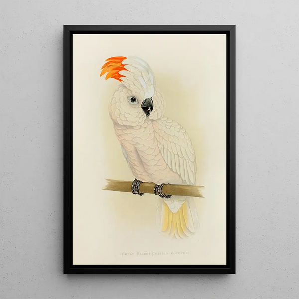 Alexander Francis Lydon - Great SalmonCrested Cockatoo.webp