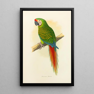 Alexander Francis Lydon - Military Macaw.webp