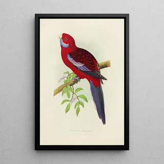Alexander Francis Lydon - Pennants Parrakeet.webp