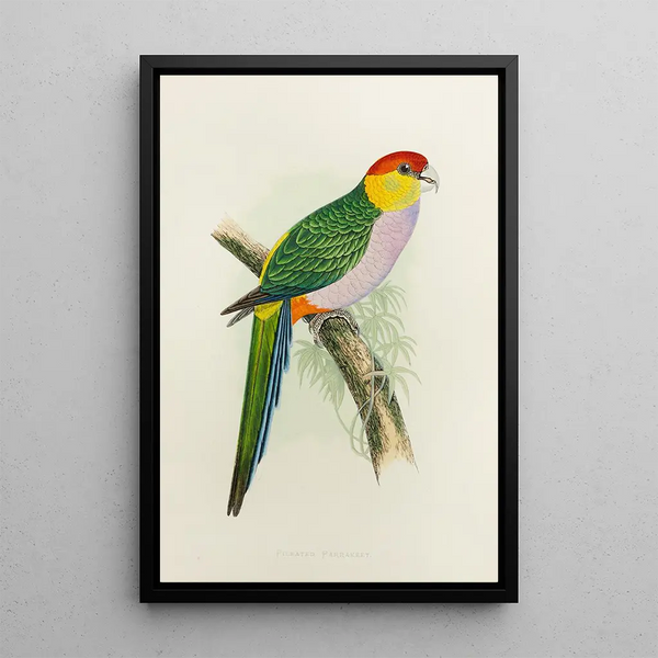 Alexander Francis Lydon - Pileated parrakeet.webp