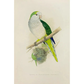 Alexander Francis Lydon - Quaker or GreyBreasted Parrakeet.webp