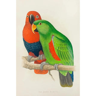 Alexander Francis Lydon - RedSided or New Guinea Eclectus.webp