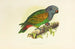 Parrot with Red Belly - Alexander Francis Lydon — artwork view