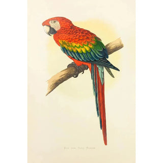 Alexander Francis Lydon - Red and Blue Macaw.webp