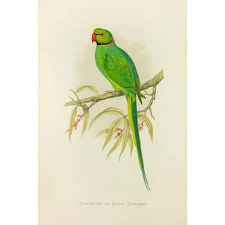 Alexander Francis Lydon - RingNecked or Bengal Parrakeet.webp