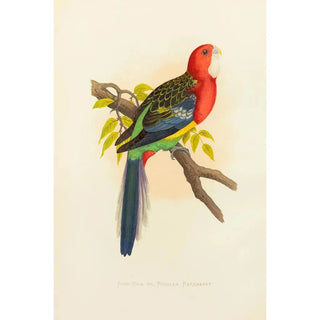 Alexander Francis Lydon - RoseHill or Rosella Parrakeet.webp