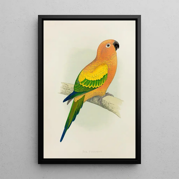 Alexander Francis Lydon - Sun Parrakeet or Yellow Conure.webp