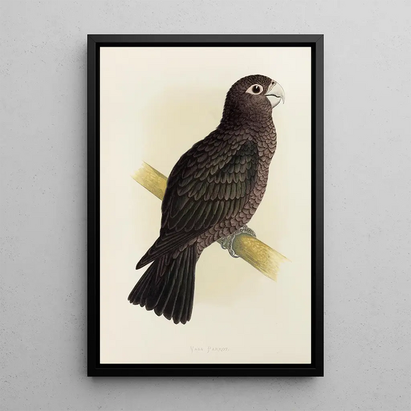 Alexander Francis Lydon - Vasa Parrot.webp
