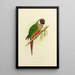 Reproduction of the painting White-Eared Conure - Alexander Francis Lydon
