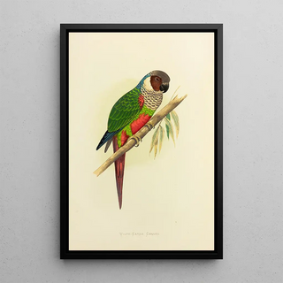 Alexander Francis Lydon - WhiteEared Conure.webp