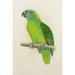 Reproduction of the painting Amazon with Yellow Neck - Alexander Francis Lydon