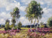 van een berkentuin in een heide landschap bij Viktring in Carinthië - Alexander Koester — weergave van het kunstwerk