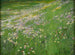 Prairie de fleurs près de Weling - Alexander Koester — weergave van het kunstwerk