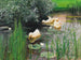 van Kanaries in de waterlelievijver - Alexander Koester — weergave van het kunstwerk