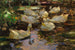Eenden in het water zonder zon - Alexander Koester — weergave van het kunstwerk