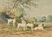 Six Jack Russell Terriers - Alexander Pope Jr — weergave van het kunstwerk